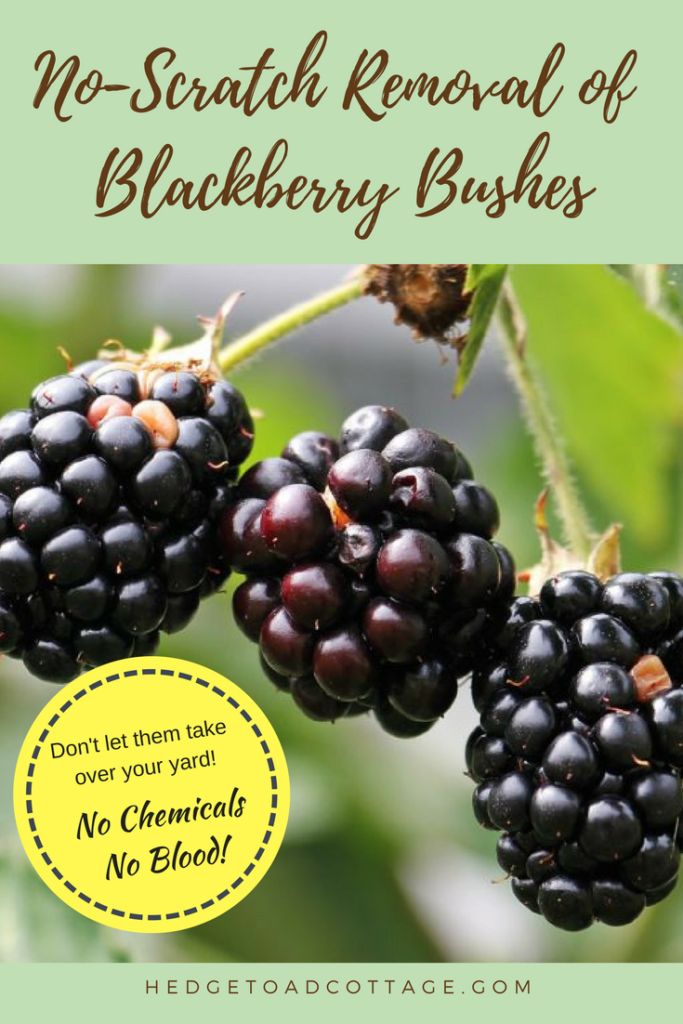 remove blackberry bushes without getting scratched
