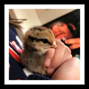 baby chick to start your backyard chicken flock