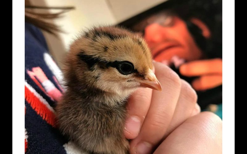 baby chick