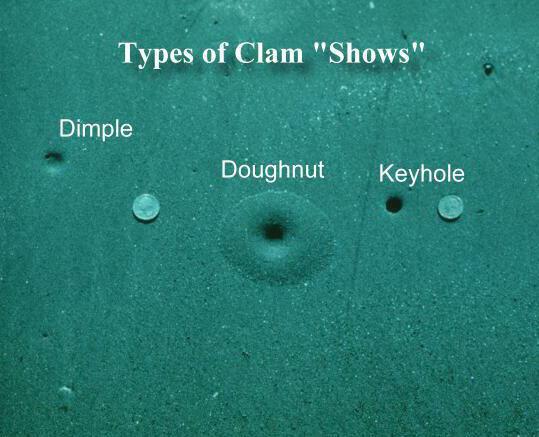 clam shows in the sand