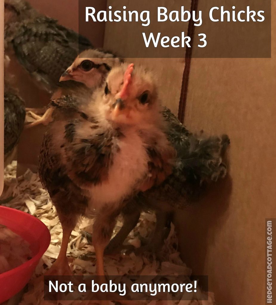 4 week old chick