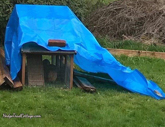 tented chicken coop for raising chickens in a storm