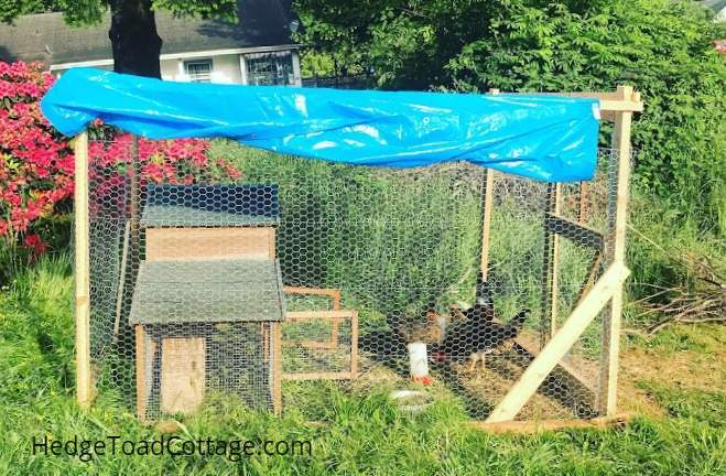 chicken coop backyard