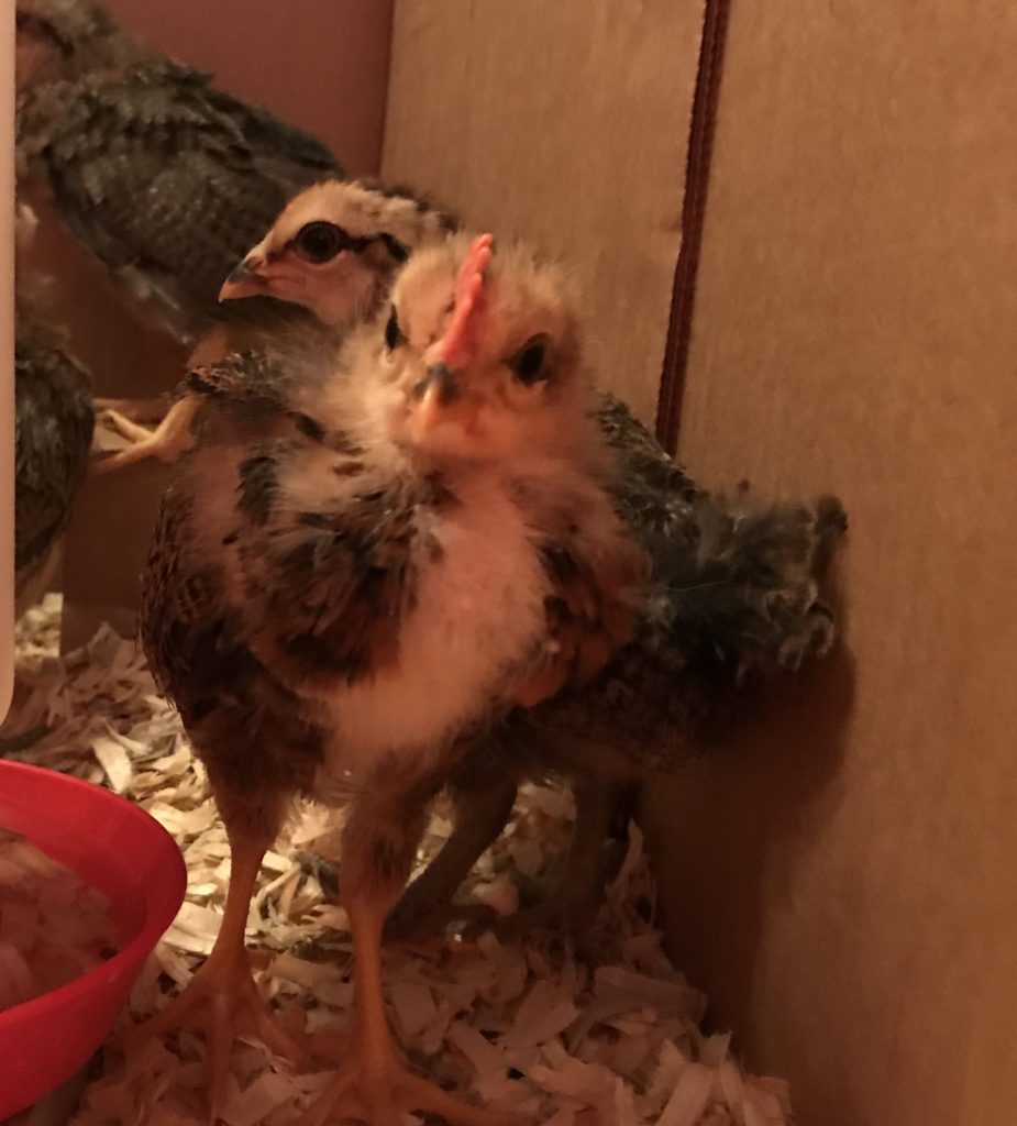 backyard rooster chick