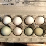 backyard chicken eggs