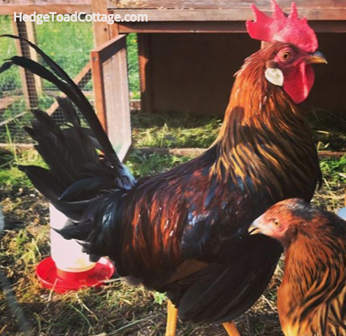 backyard chicken rooster