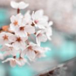 spring blossom